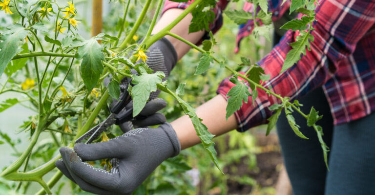 The Tomato Pruning Mistake That Reduces Your Harvest