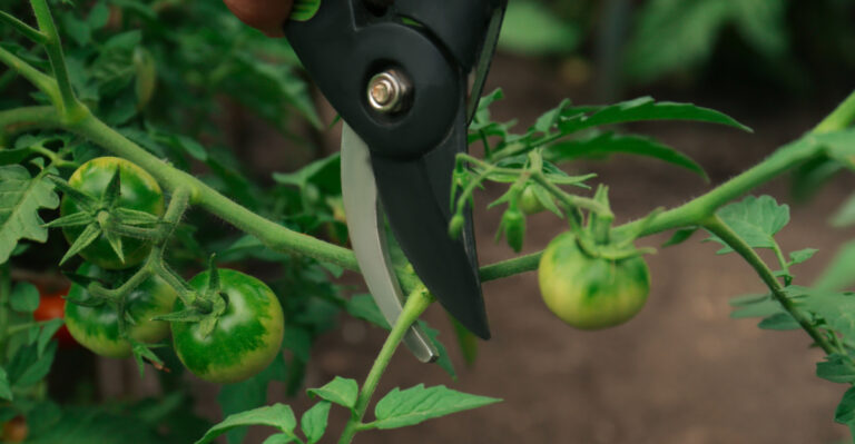 tomatoes (featured image)