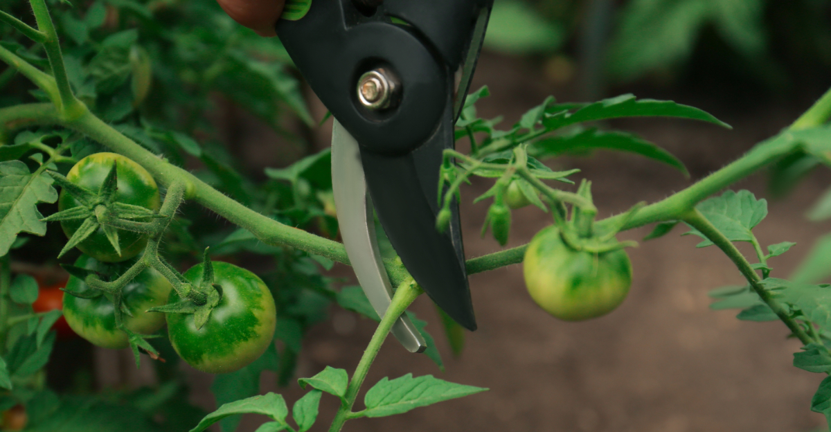 tomatoes (featured image)
