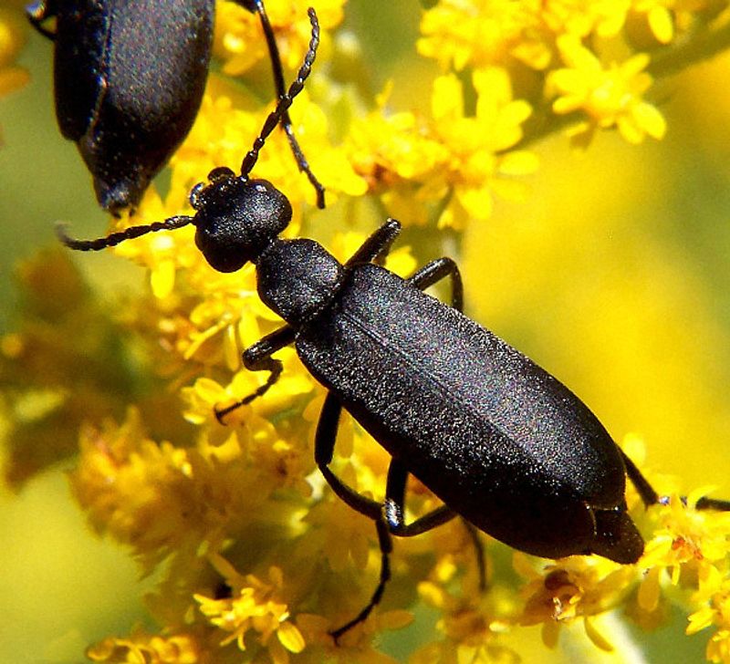 The Toxic Chemical Behind A Blister Beetle's Defense