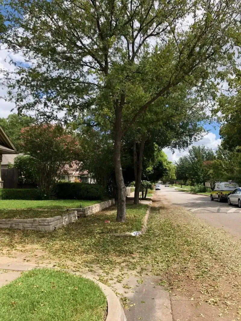 The Tree Is Conserving Water During Drought