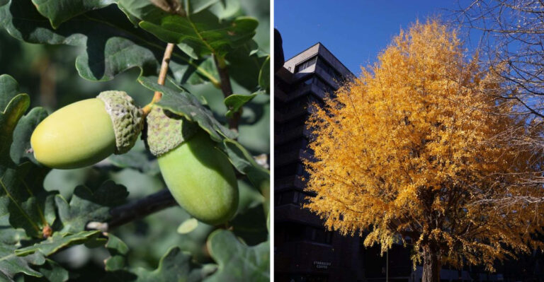 The Trees That Will Thrive In New York’s Heat Dome, And The Ones Falling Behind
