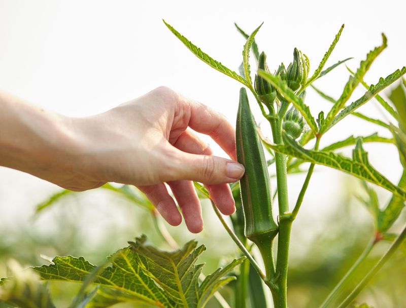 The Trick That Keeps Okra Productive The Trick That Keeps Okra Productive
