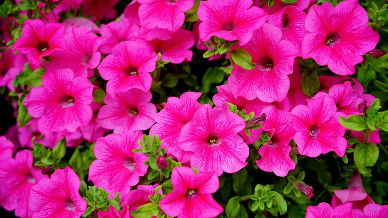 The Trick To Keeping Petunias Full All Season The Trick To Keeping Petunias Full All Season