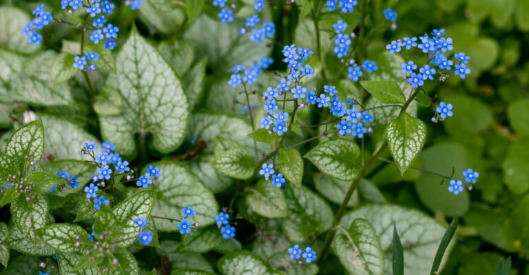 The True Blue Perennial To Grow In Your Shaded Flower Beds In New Jersey