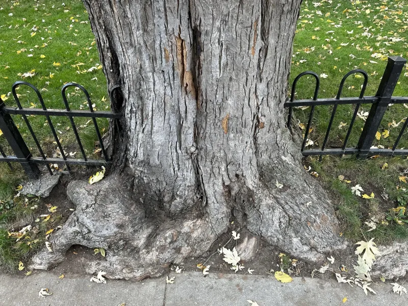 The Trunk, Branches, and Roots Create Different Problems The Trunk, Branches, and Roots Create Different Problems