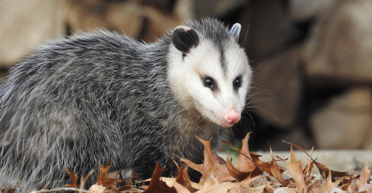 Opossums (featured image)