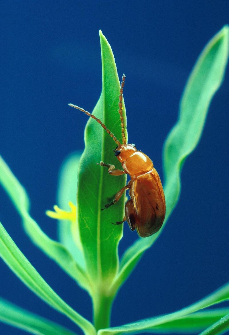 The Truth Behind Its Flea-Deterrent Reputation