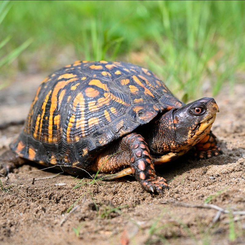 The Turtle May Be Following An Important Route The Turtle May Be Following An Important Route