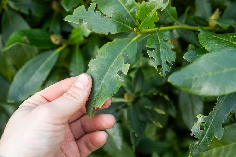 The U-Shaped Leaf Damage That Reveals An Infestation
