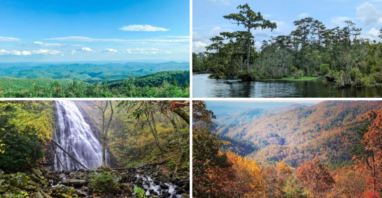 The Ultimate North Carolina Native Trees Road Trip