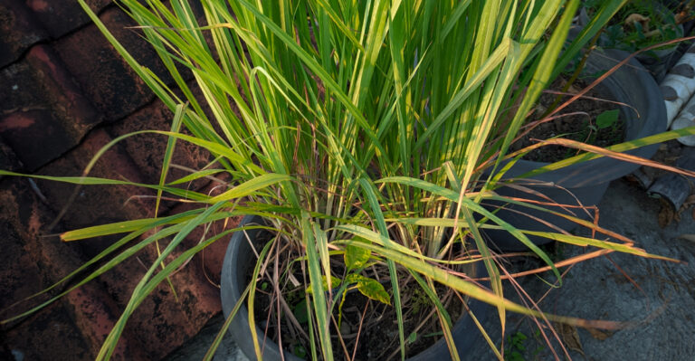 lemongrass