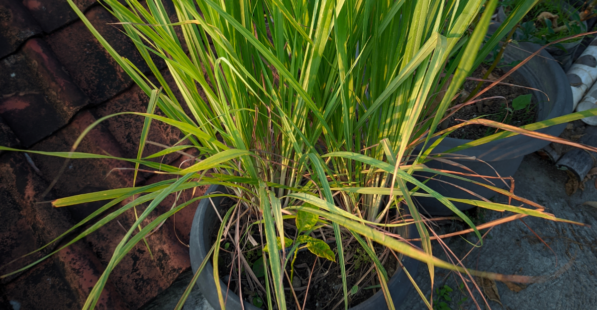 lemongrass