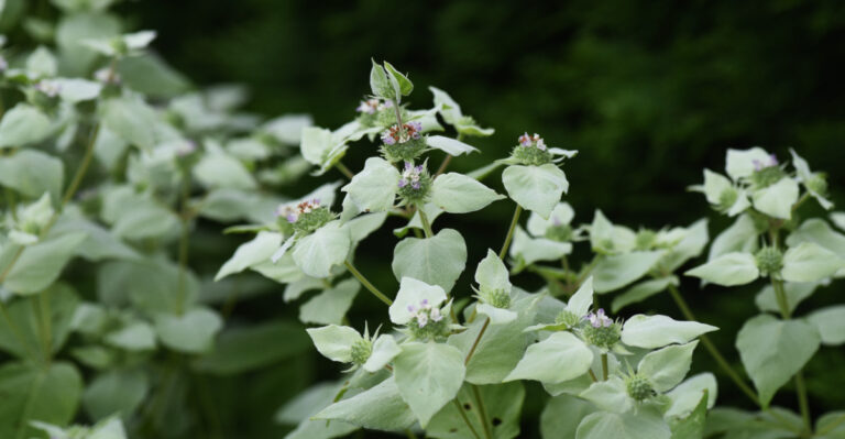 plant (featured image)