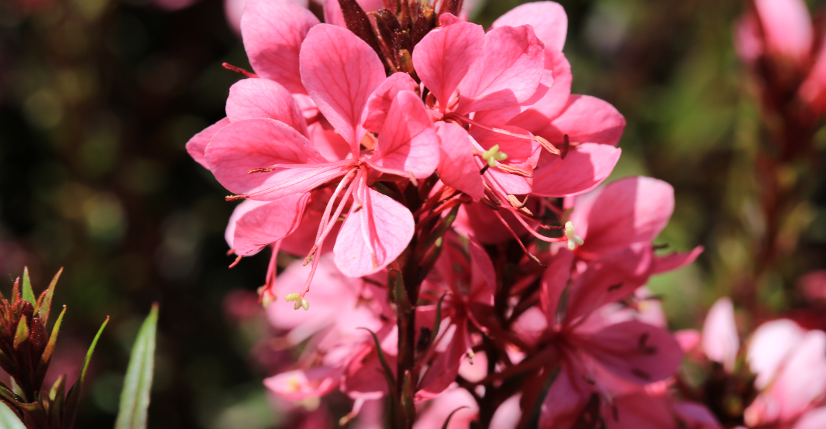 plant (featured image)