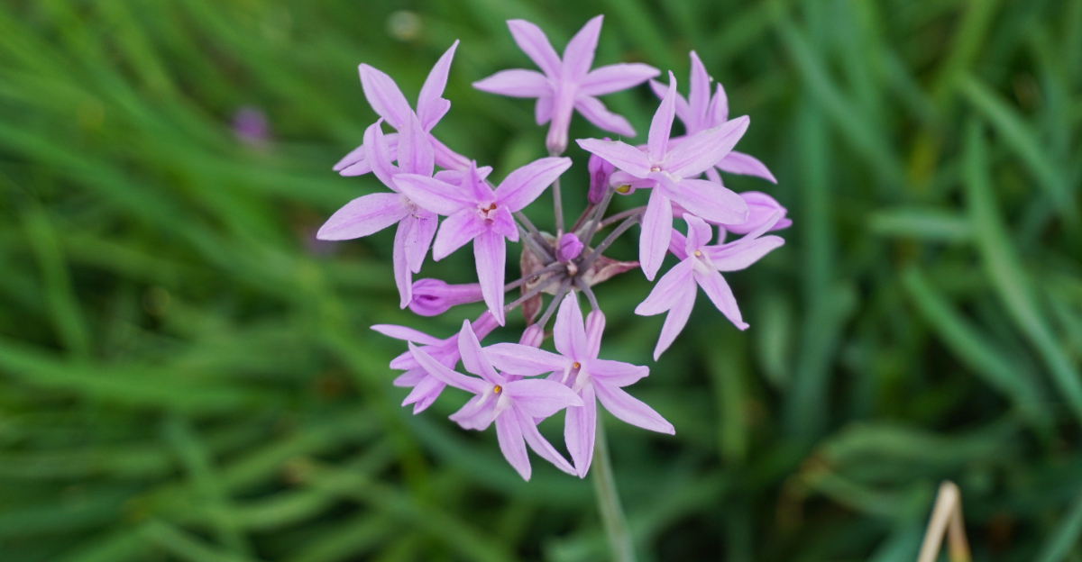 plant (featured image)