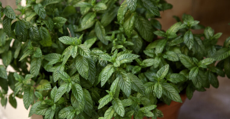 The Underrated Oregon Porch Plant That Makes Rats And Roaches Less Welcome