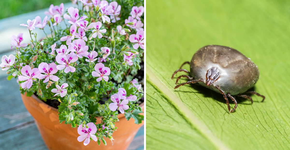 scented geranium and tick