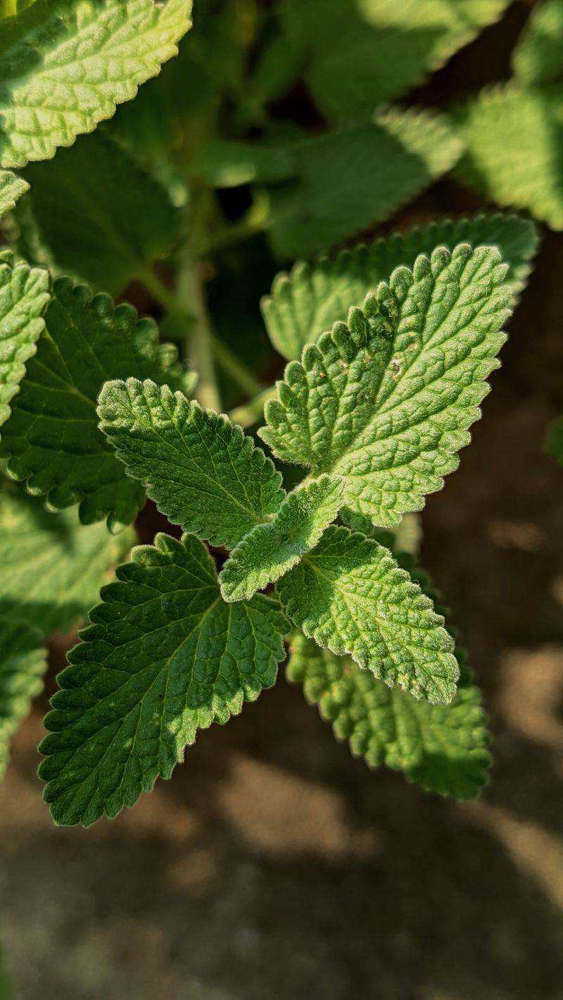 The Underrated Porch Plant Worth Growing The Underrated Porch Plant Worth Growing