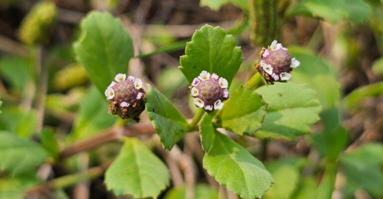 The Underrated Texas Native Perennial That Makes Fire Ants Less Welcome In Garden Beds