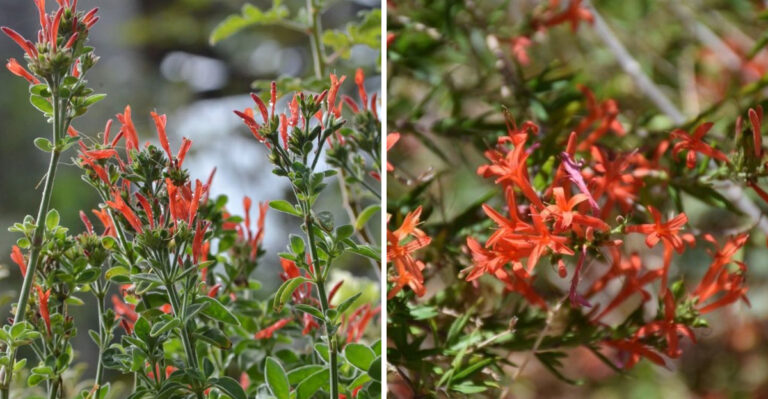 flame acanthus