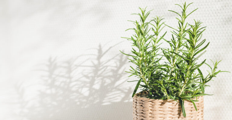 The Underrated Texas Porch Plant That Keeps Roaches From Coming Inside