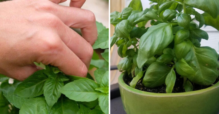 The Underrated Texas Porch Plant That Makes Flies Less Welcome