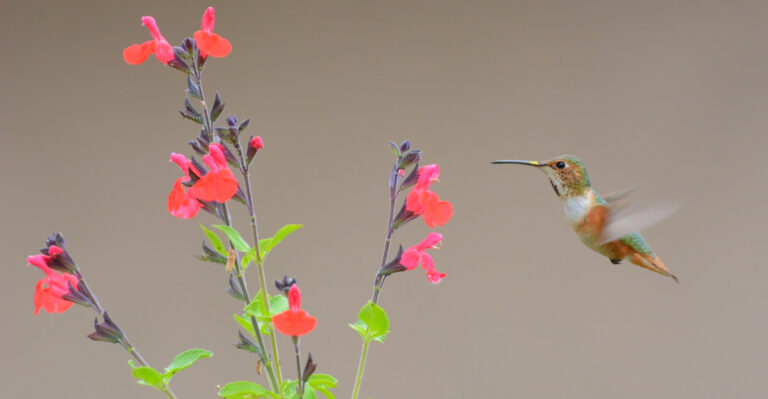 The Underrated Texas Porch Plant That Makes Hummingbirds More Welcome All Season Long