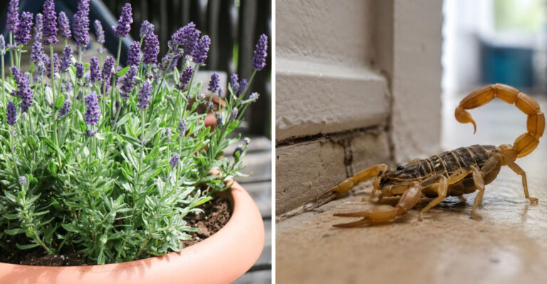potted lavender and scorpion