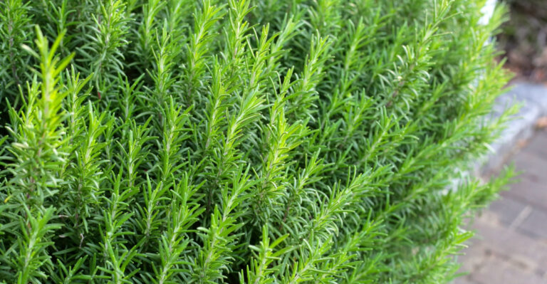 The Underrated Texas Porch Plant That Makes Spider Mites Less Welcome
