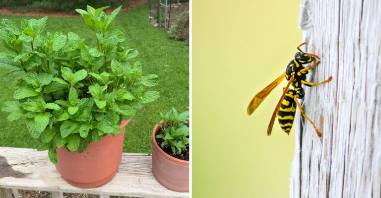 The Underrated Texas Porch Plant That Makes Wasps Less Welcome Around Your Outdoor Living Space