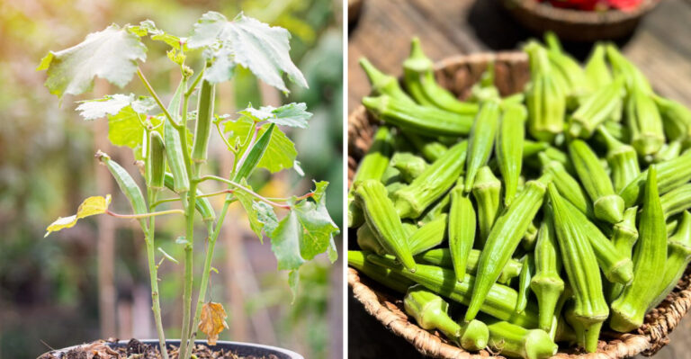 The Underrated Texas Vegetable That Makes Summer Harvests Less Frustrating