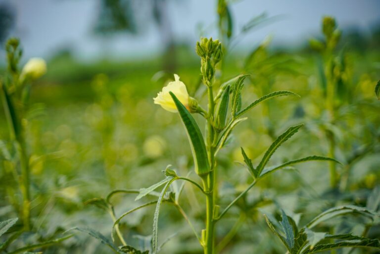 okra