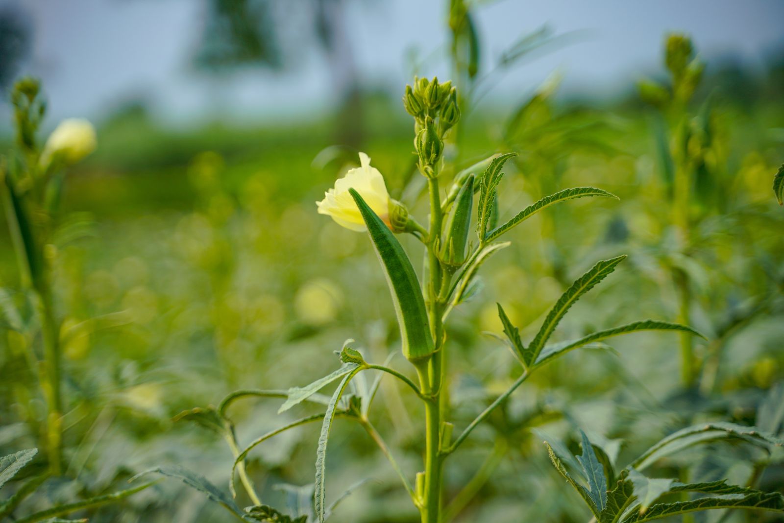 okra
