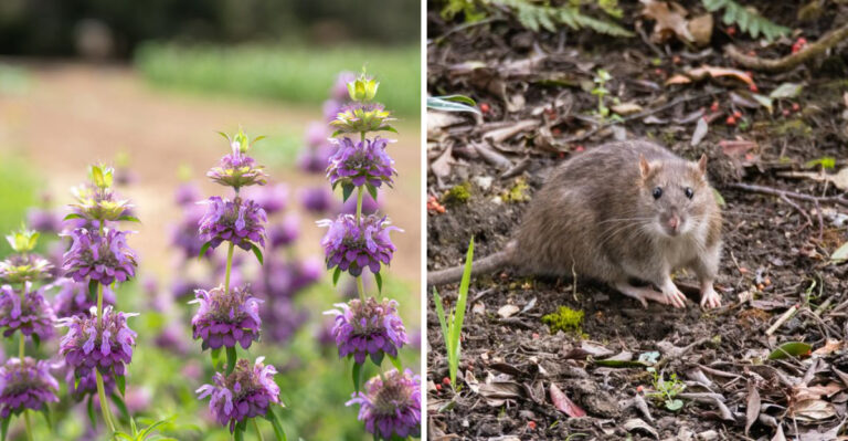 lemon beebalm and rat