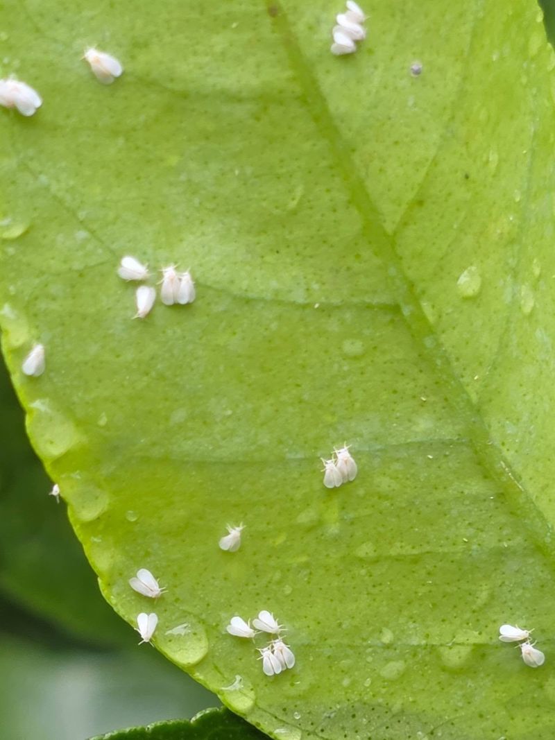 The Undersides Of Leaves Are The First Place To Look The Undersides Of Leaves Are The First Place To Look