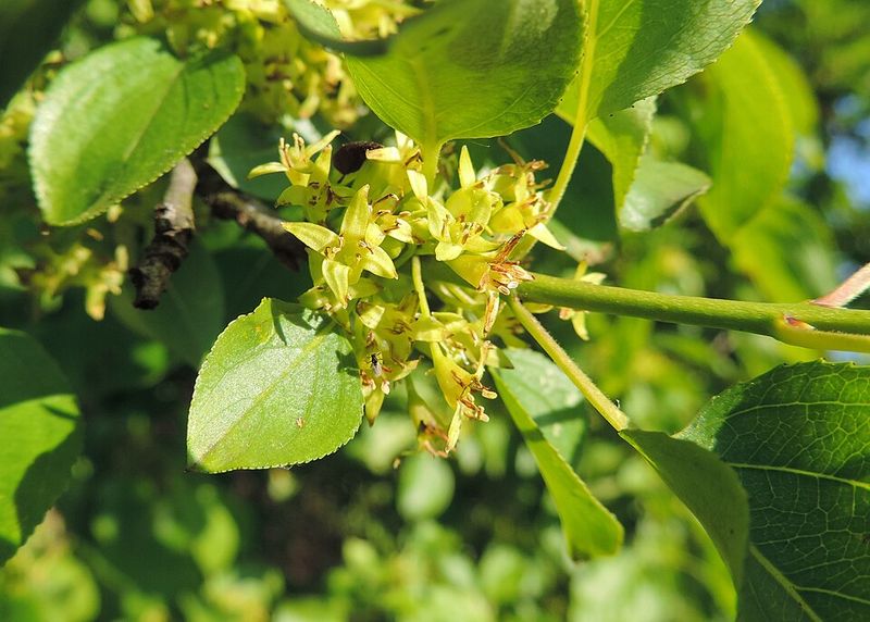 The Uninvited Shrub Taking Over Massachusetts Yards The Uninvited Shrub Taking Over Massachusetts Yards