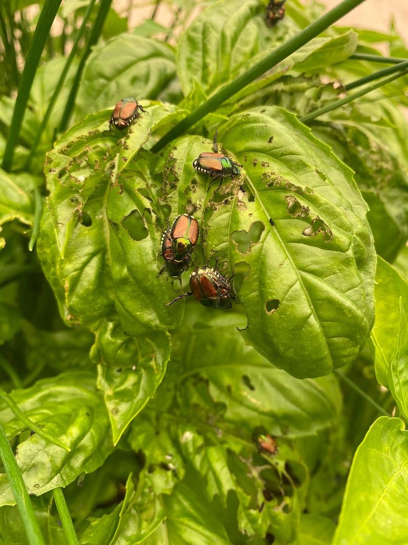 The Upper Canopy Offers Fresh Feeding Areas