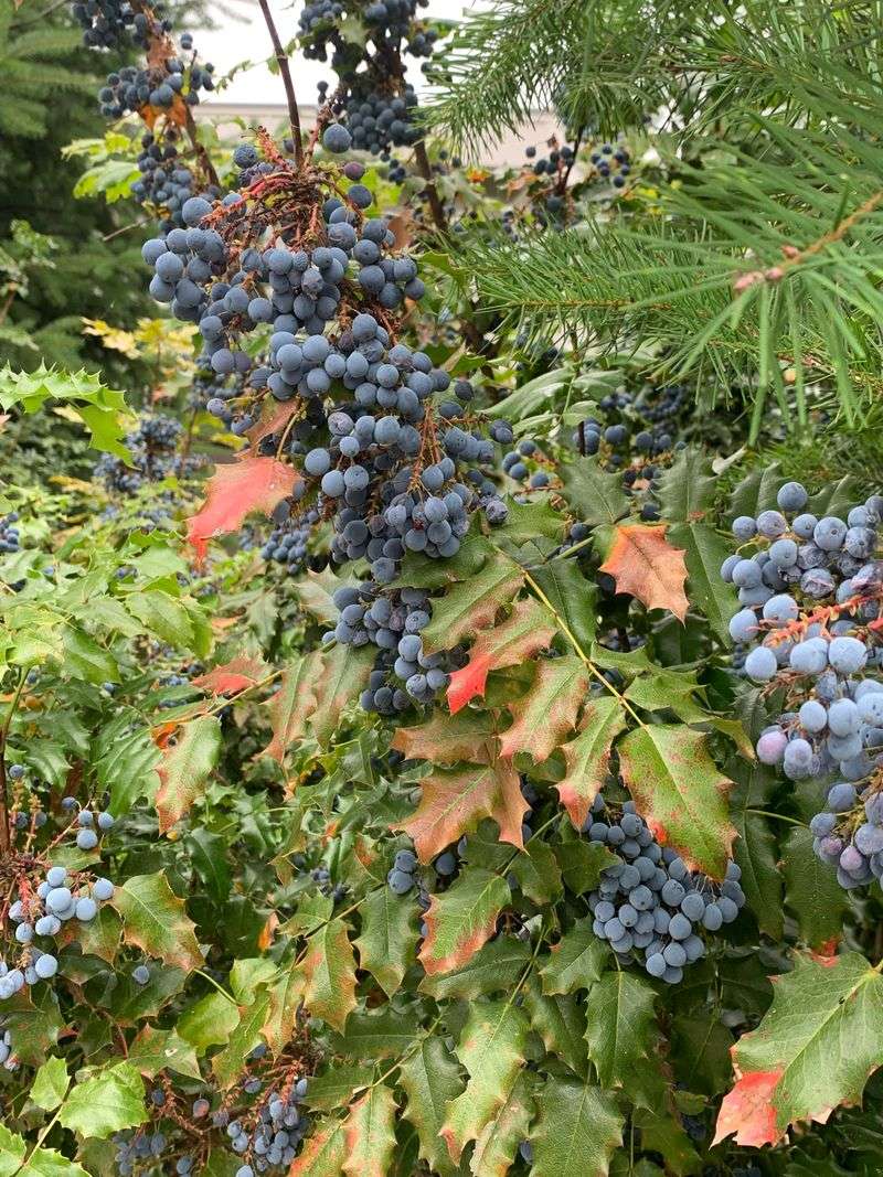 The Variety Needs A Longer Season