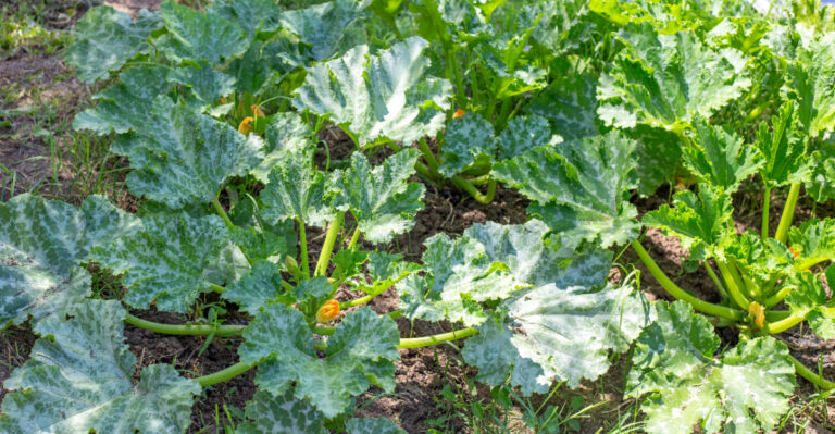 The Vegetable Ohio Gardeners Plant Too Close Together Every Single Year