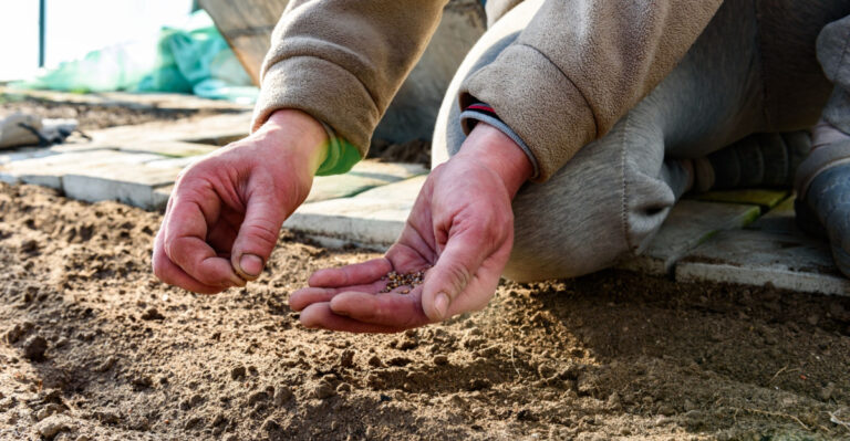The Vegetables Oregon Gardeners Should Direct Sow In July For A Fall Harvest Before First Frost