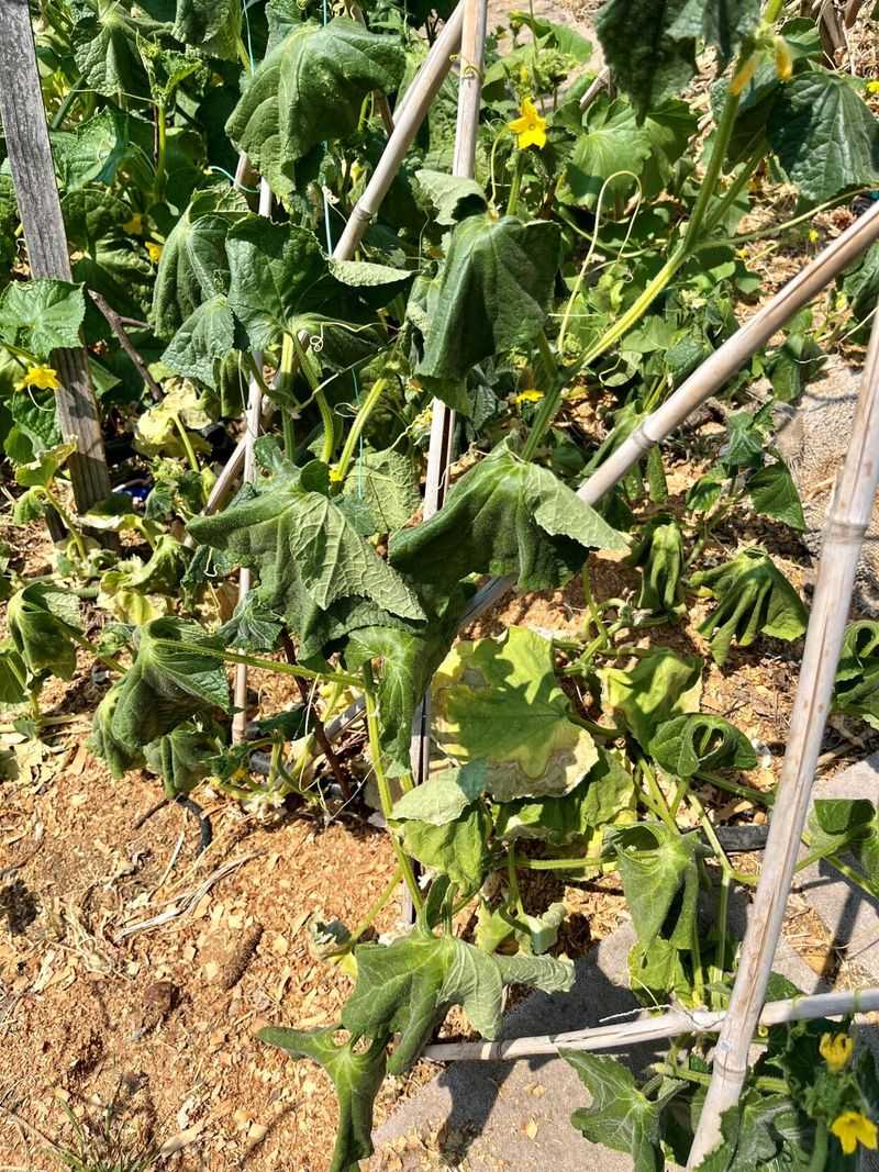 The Vines Are Experiencing Drought Or Irregular Moisture