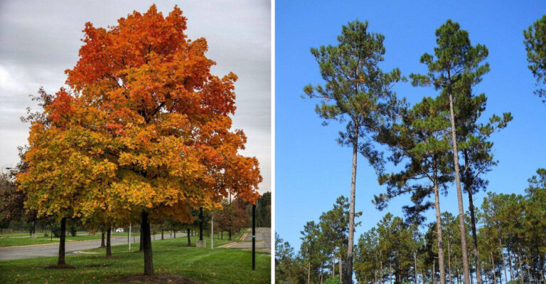 The Virginia Native Trees That Grow Faster And Live Longer Than Bradford Pear