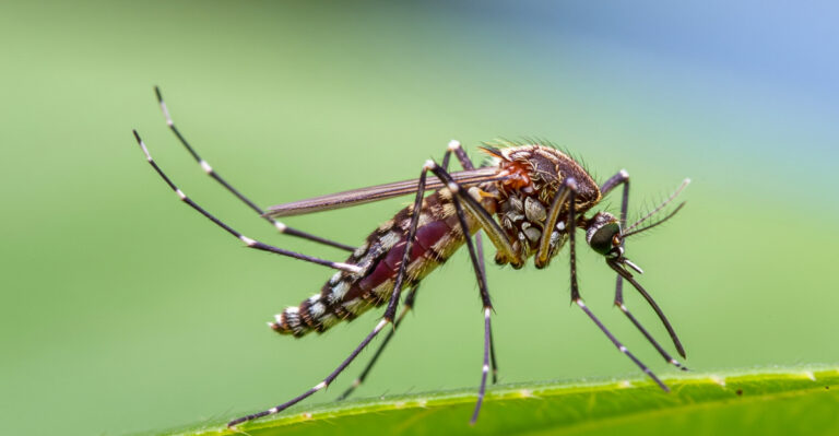 The Virginia Porch Plant That Naturally Deters Mosquitoes And Ticks