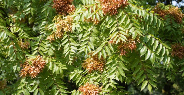 The Virginia Tree You Should Remove To Stop Spotted Lanternflies From Spreading
