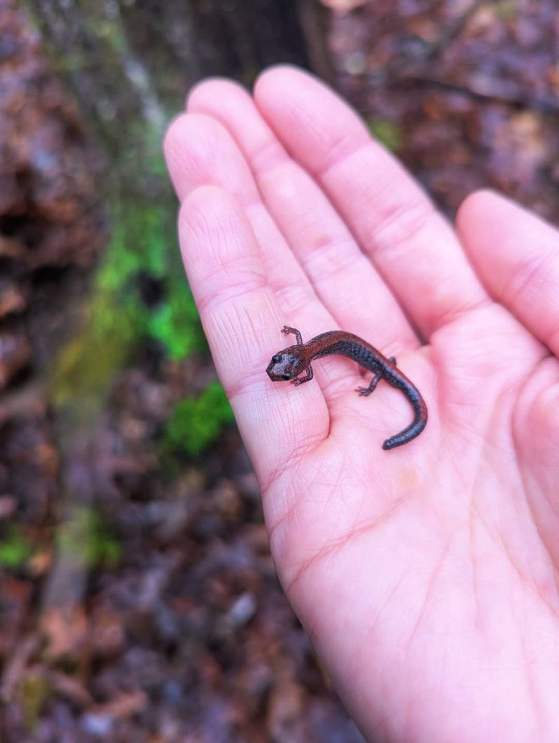 The Visitor May Be An Eastern Red-Backed Salamander