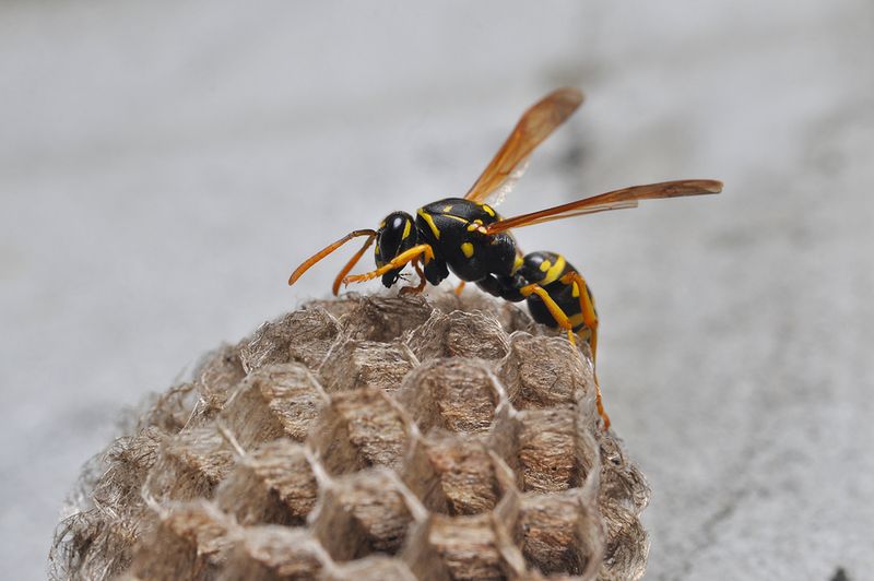The Wasp Type Matters