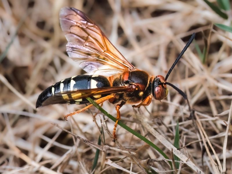 The Wasps Flying Toward People Are Often Stingless Males