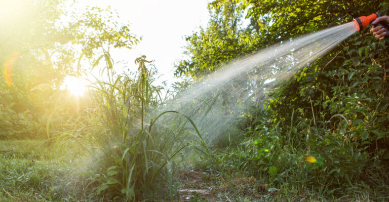 The Watering Change Pennsylvania Gardeners Should Make Right Now During The Current Drought