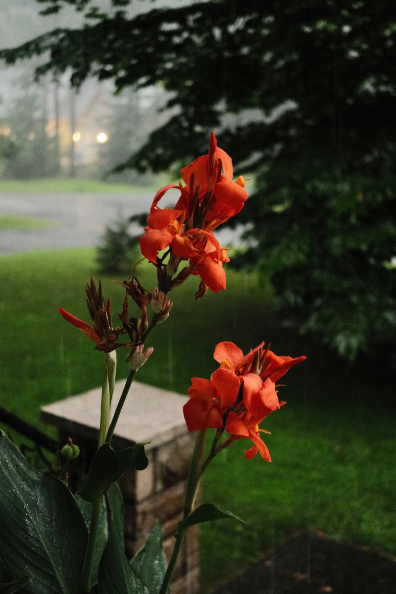 The Watering Habit That Quietly Stalls Georgia Cannas